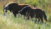 PICTURES/Theodore Roosevelt National Park/t_Horses11.JPG